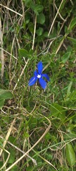 Gentiana verna