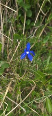 Gentiana verna