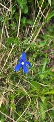 Gentiana verna