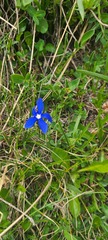 Gentiana verna