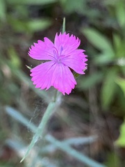 Dianthus carthusianorum