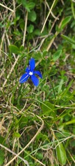 Gentiana verna