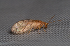 Micromus angulatus