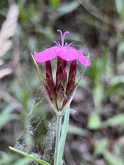 Dianthus carthusianorum