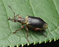 Phyllobius glaucus