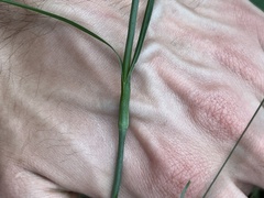 Dianthus carthusianorum