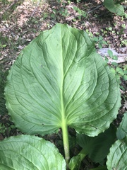 Symplocarpus foetidus