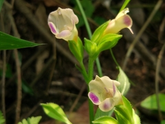 Torenia fordii