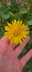 Doronicum columnae