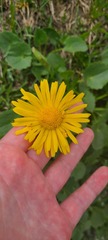 Doronicum columnae