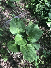 Symplocarpus foetidus