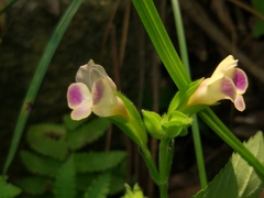 Torenia fordii