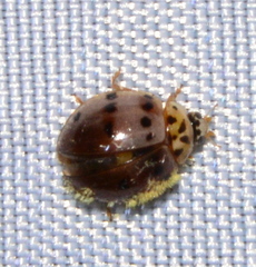 Hesperomyces virescens