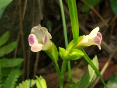 Torenia fordii