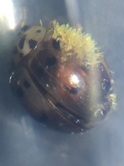 Hesperomyces virescens