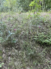 Dianthus carthusianorum
