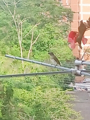 Saltator striatipectus