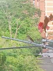 Saltator striatipectus