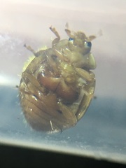 Hesperomyces virescens