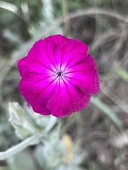 Silene coronaria