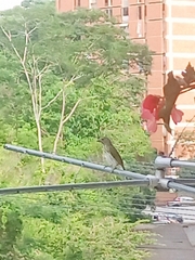 Saltator striatipectus