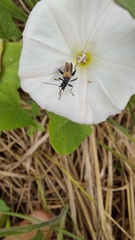 Oedemera simplex