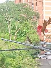 Saltator striatipectus