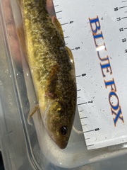 Microgadus tomcod