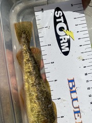 Microgadus tomcod