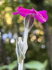 Silene coronaria
