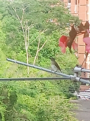 Saltator striatipectus