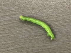 Anachloris subochraria