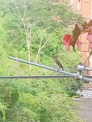 Saltator striatipectus