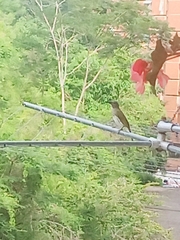 Saltator striatipectus