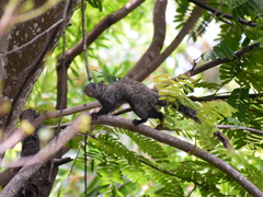 Sciurus yucatanensis