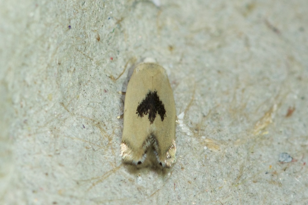White Eye-cap Moth