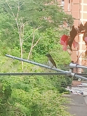 Saltator striatipectus