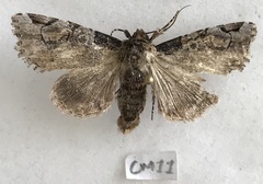 Stibaera dentilineata