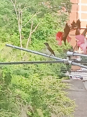 Saltator striatipectus