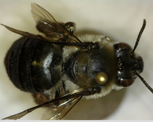 iNaturalist observation photo of Apine Bees