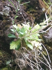 Arabis caucasica