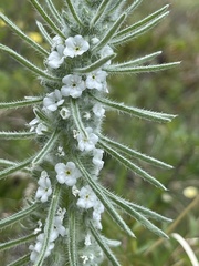 Oreocarya virgata