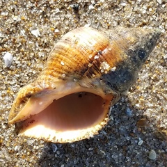 Stramonita canaliculata