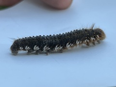 Euthrix potatoria