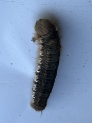 Euthrix potatoria