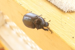 Strategus aenobarbus