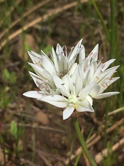 Allium madidum