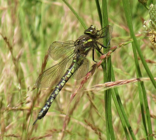 California Darner (Rhionaeschna californica), a species recorded in Washington