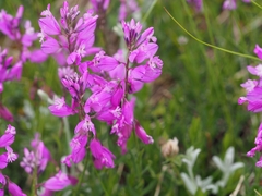 Polygala major