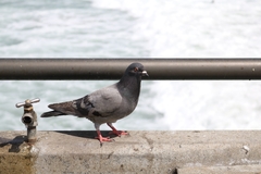 Columba livia domestica
